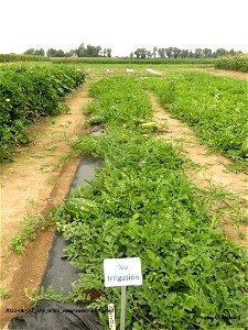 watermelon-unirrigated photo