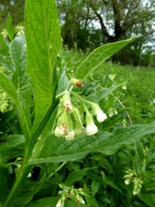 Symphytum officinale L., 1753