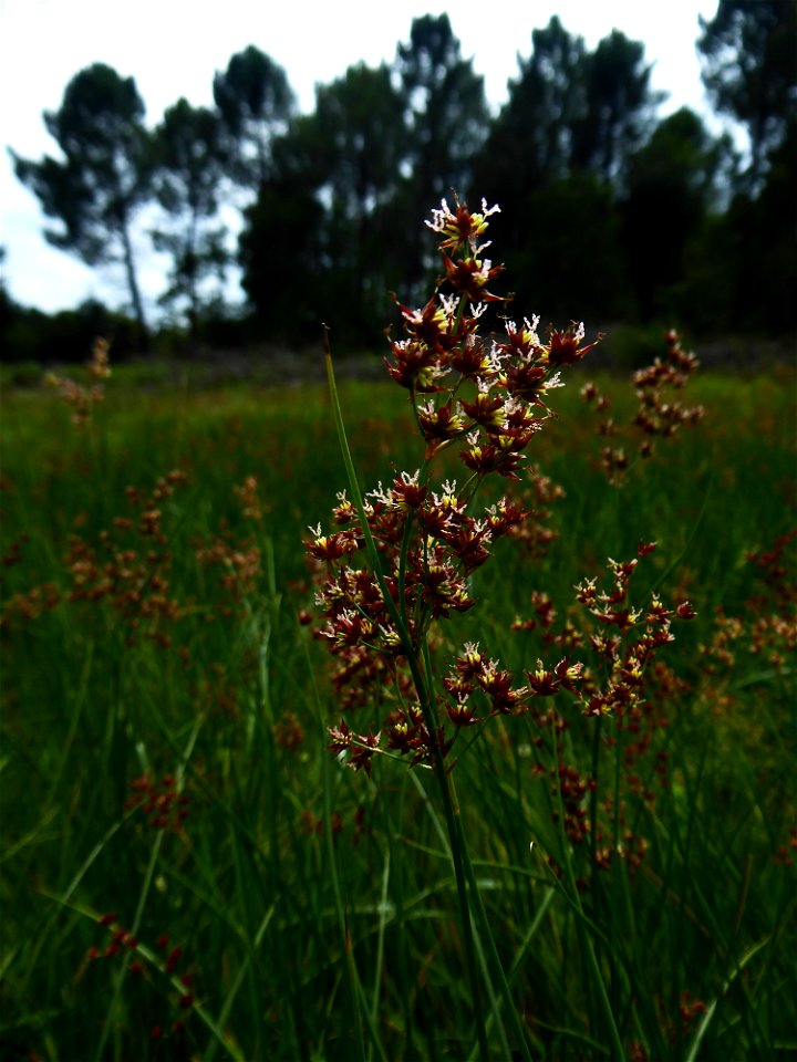 Juncus acutiflorus Ehrh. ex Hoffm., 1791