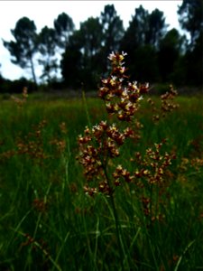 Juncus acutiflorus Ehrh. ex Hoffm., 1791