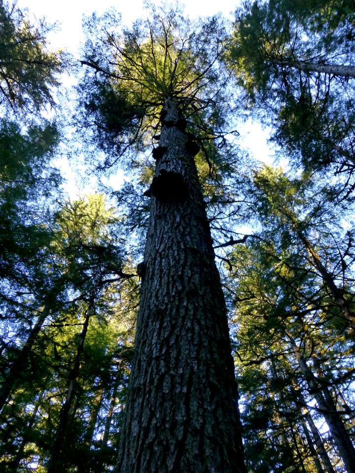 Porodaedalea-pini-AukeLk-Tongass