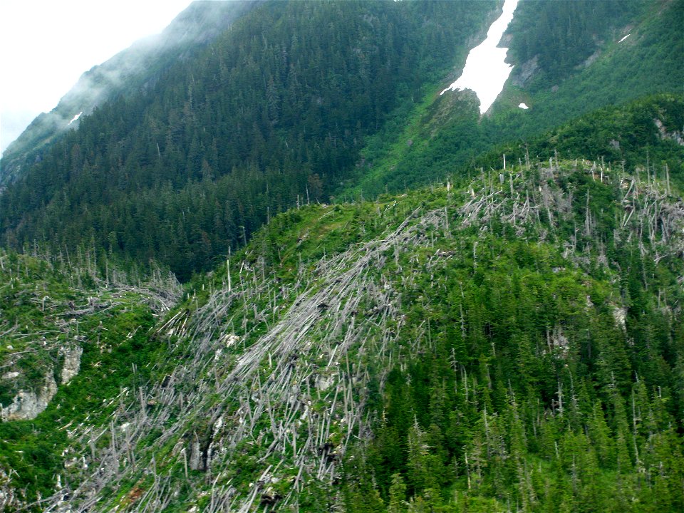 Windthrow-Lynn-Canal-2011-Tongass-2