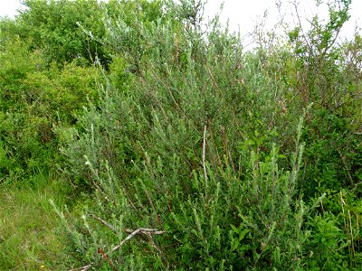 Salix repens var. dunensis (Rouy) P.Fourn., 1935