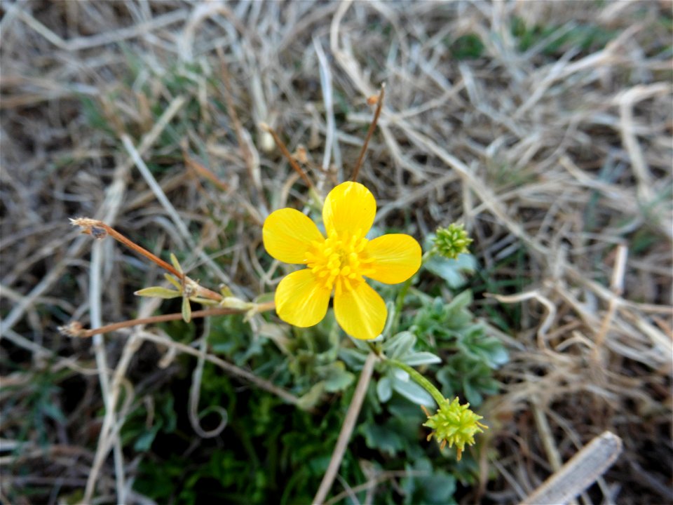 Ranunculus sardous Crantz, 1763