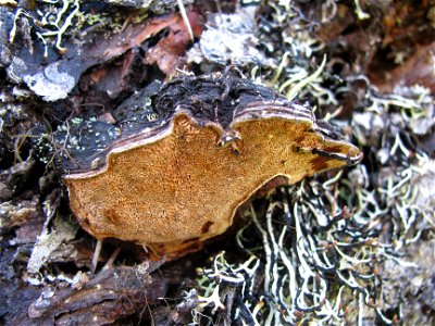 Porodaedalea-pini-Sitka-spruce-Tongass photo