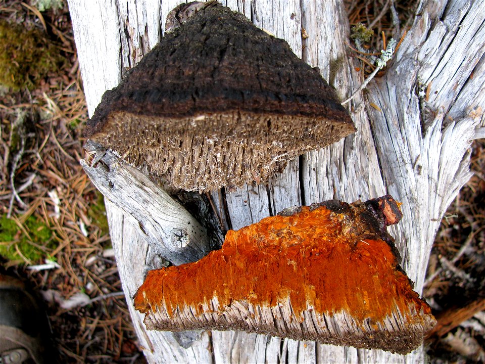 Paint-fungus-Echinodontium-tinctorium-conks-Haines-1