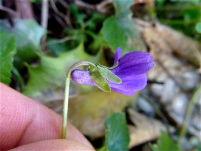 Viola odorata L., 1753