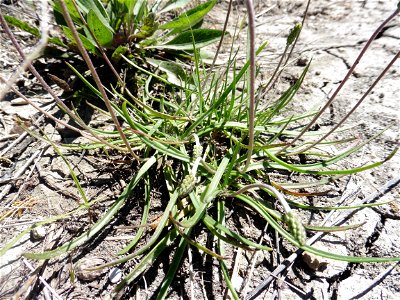 Plantago capitellata Ramond ex DC., 1805