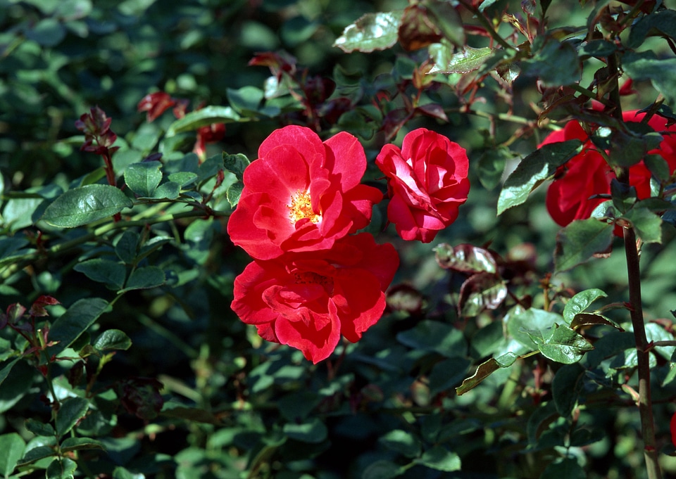Camellia japonica, also known as the Rose of Winter