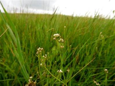 Galium debile Desv., 1818