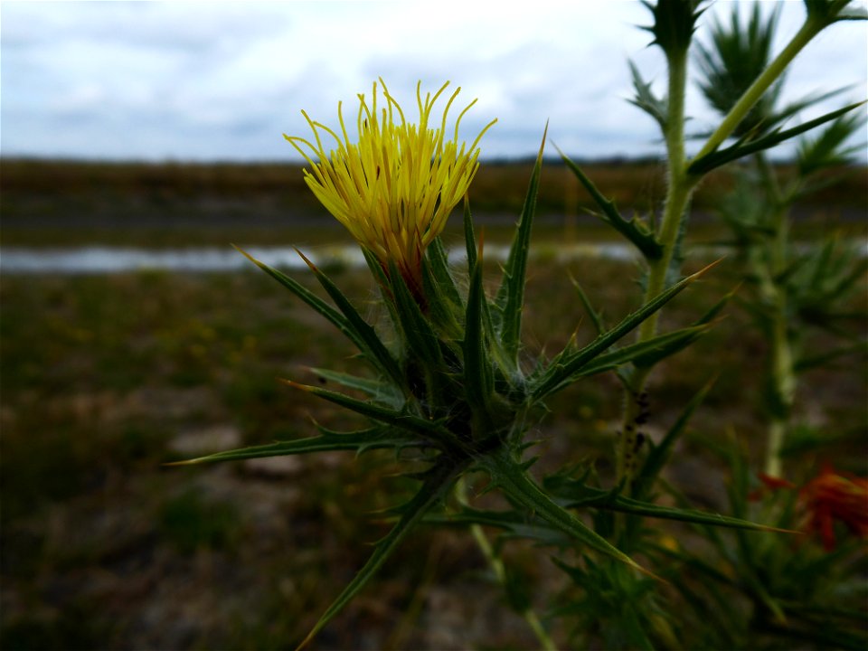 Carthamus lanatus L., 1753