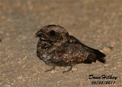 Poorwill-5june2011-Barcus