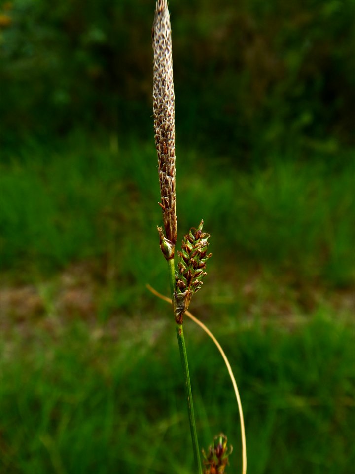 Carex binervis Sm., 1800
