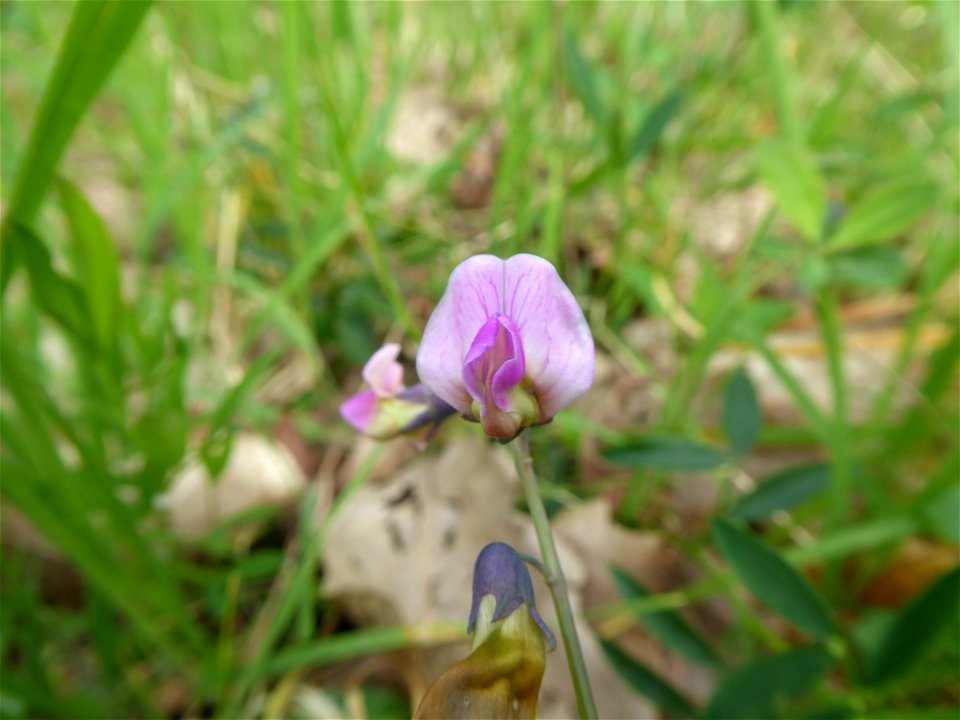 Lathyrus linifolius (Reichard) Bässler, 1971