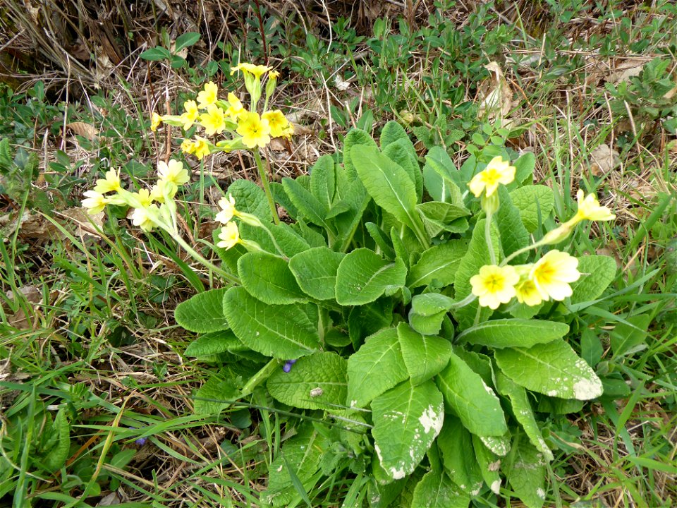 Primula x polyantha Mill., 1768