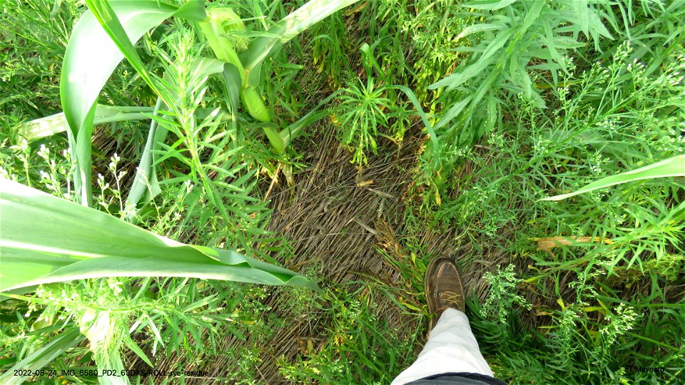 PD2_63DAS-ROLL-rye-residue