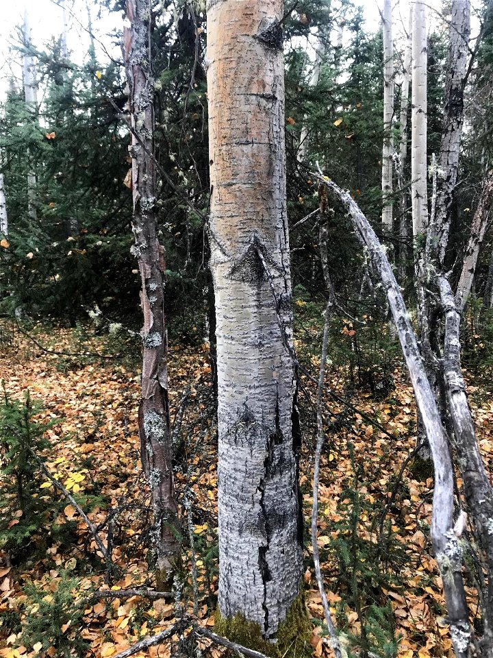 Aspen-target-canker-young-2020-Alaska
