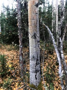 Aspen-target-canker-young-2020-Alaska