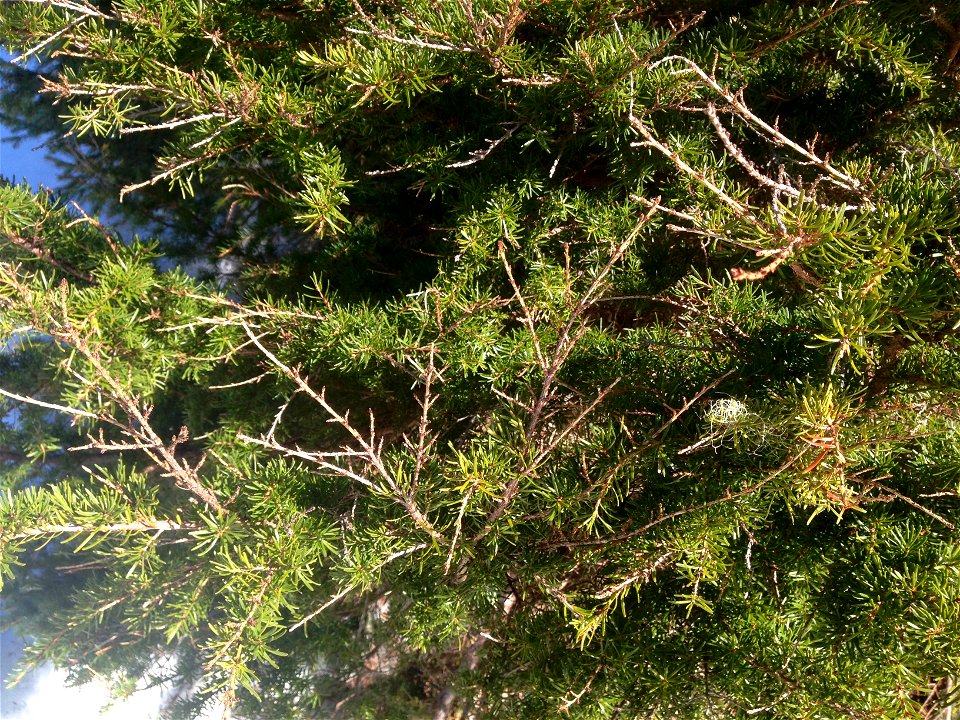Sirococcus-shoot-blight-mountain-hemlock-DanMoller-Tongass-4
