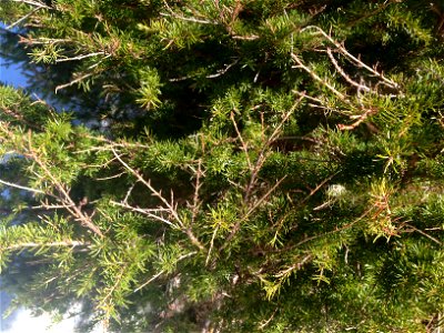 Sirococcus-shoot-blight-mountain-hemlock-DanMoller-Tongass-4