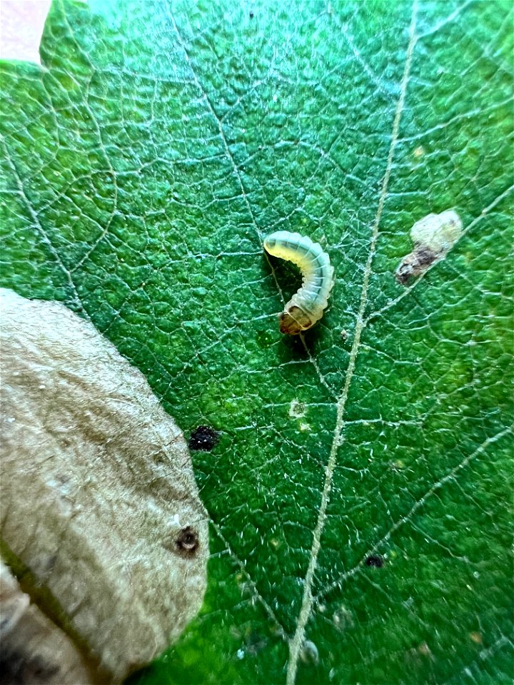 Amber-marked-birch-leafminer-and-mine-Alaska