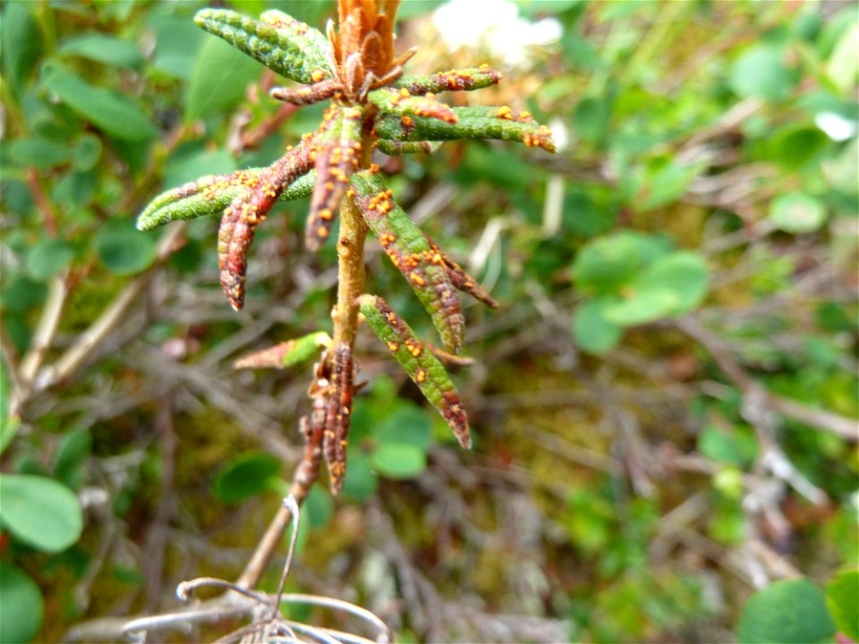 Spruce-needle-rust-Labrador-tea-Alaska