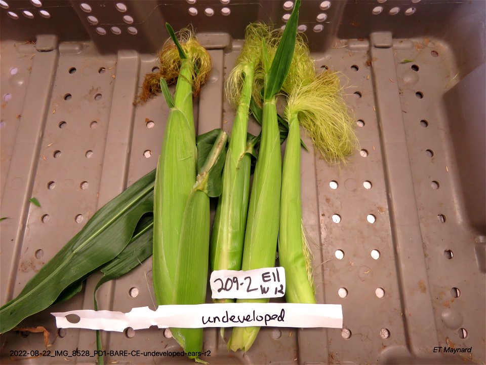 PD1-BARE-CE-undeveloped-ears-r2