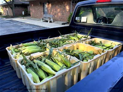 sweet-corn-donation-in-truck photo