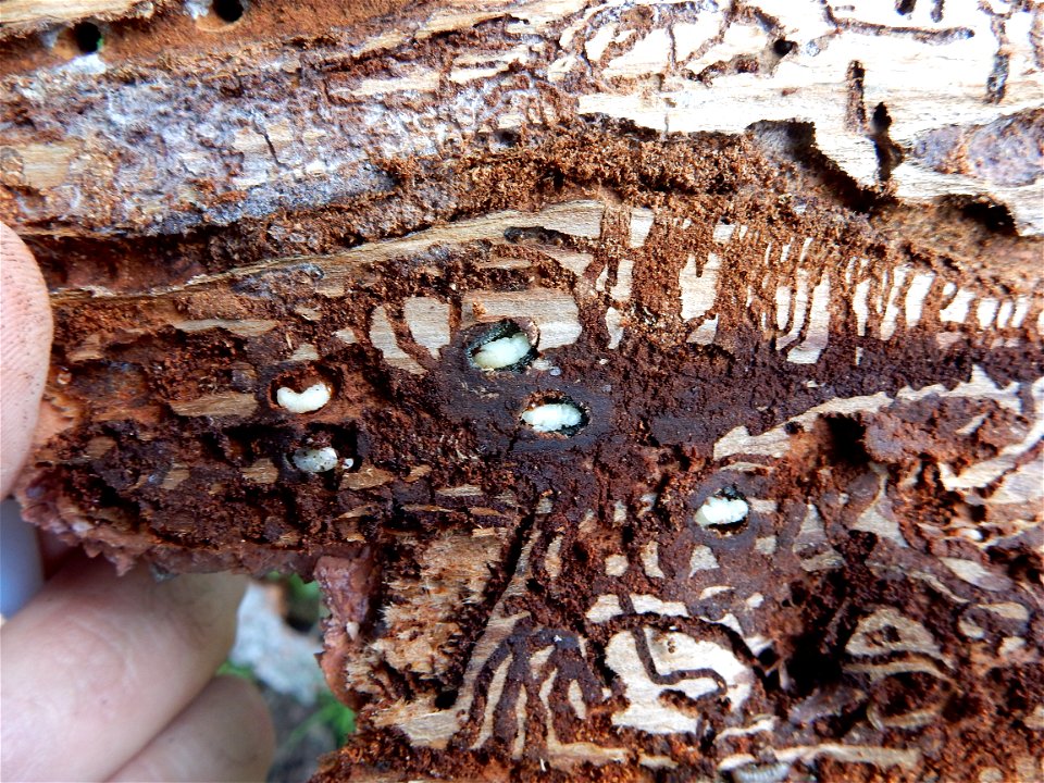 Spruce-beetle-galleries-larvae-pupae-frass_Alaska