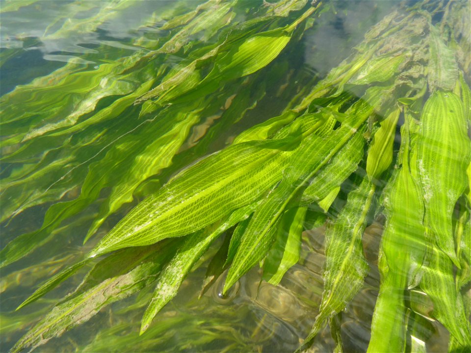 Potamogeton lucens L., 1753
