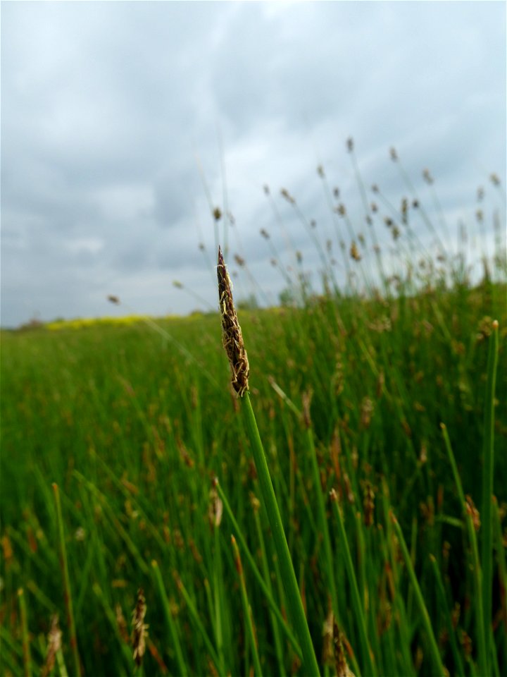 Eleocharis uniglumis (Link) Schult., 1824