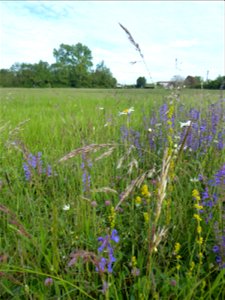 Prairie mésohygrophile remarquable