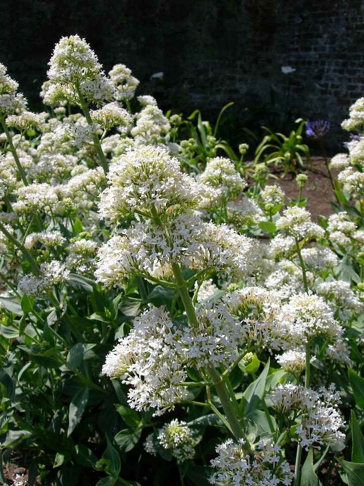 Jupiter's Beard/Valerian - Centranthus ruber Alba
