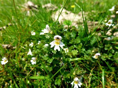 Euphrasia L., 1753
