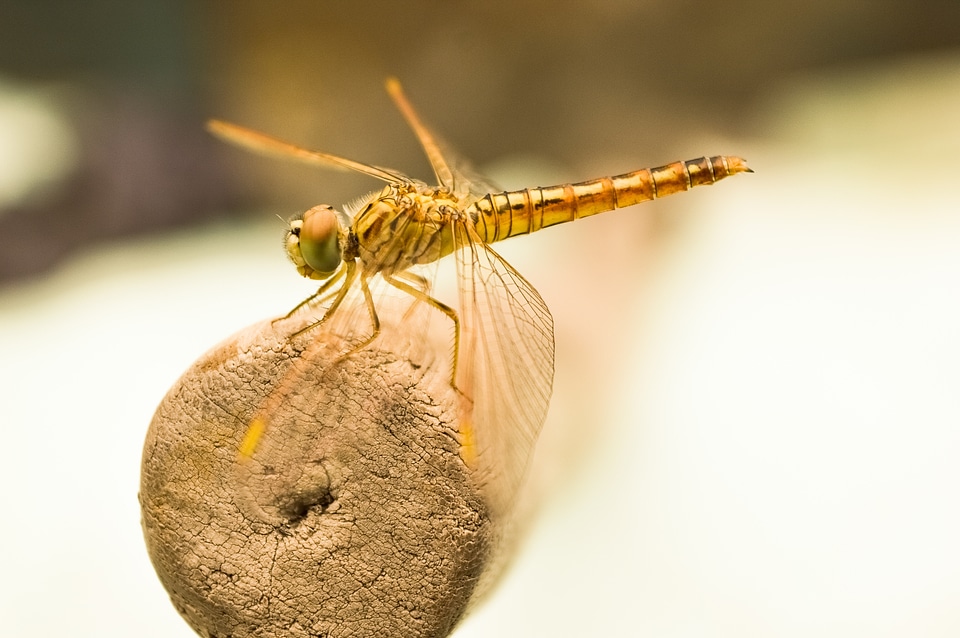 Golden bug macro