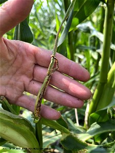 PD1-ROLL-corn-injury