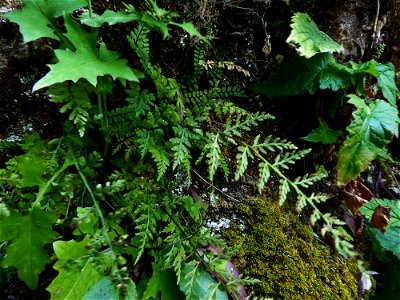 Asplenium obovatum subsp. billotii (F.W.Schultz) O.Bolòs, Vigo, Massales & Ninot, 1990