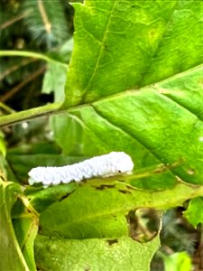 Woolly-alder-sawfly-caterpillar-feeding-TongassNF