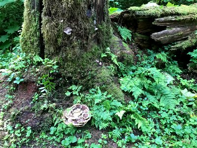 Phaeolus-schweintizii-tree-base-Tongass
