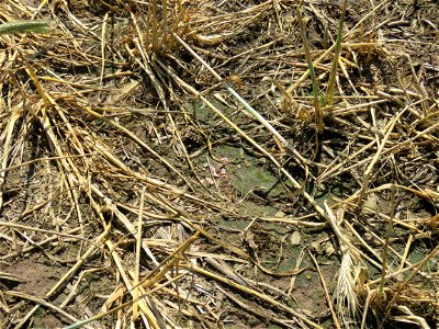 PD1-4DAS-HERB-STD-seed-eaten