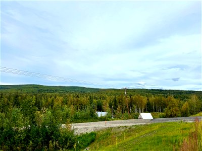Heavily-defoliated-birch-by-birch-leafminers-cause-premature-leaf-browning-Alaska