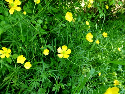 Ranunculus acris L., 1753