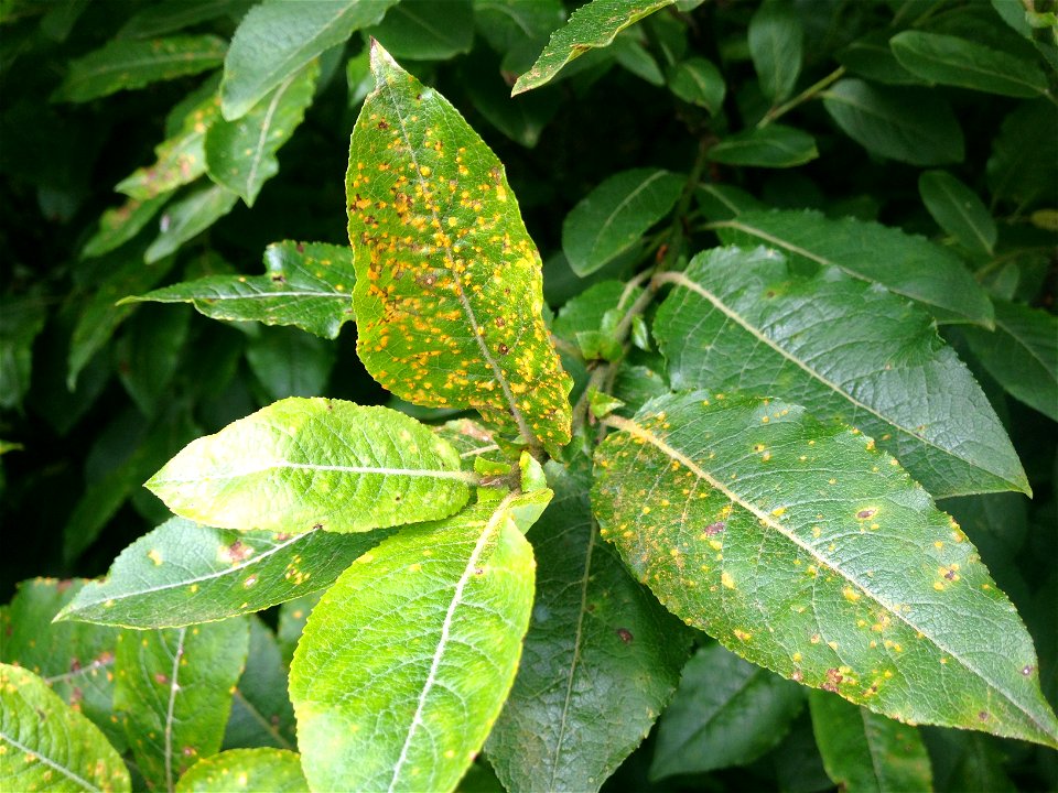 Melampsora-epitea-willow-Juneau-Tongass-4