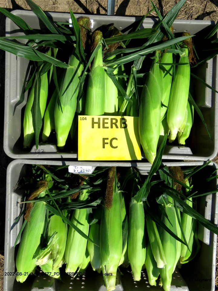 PD1-HERB-FC-harvested-ears