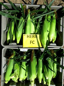 PD1-HERB-FC-harvested-ears
