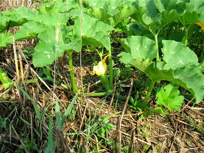 HERB-pknFruitSet