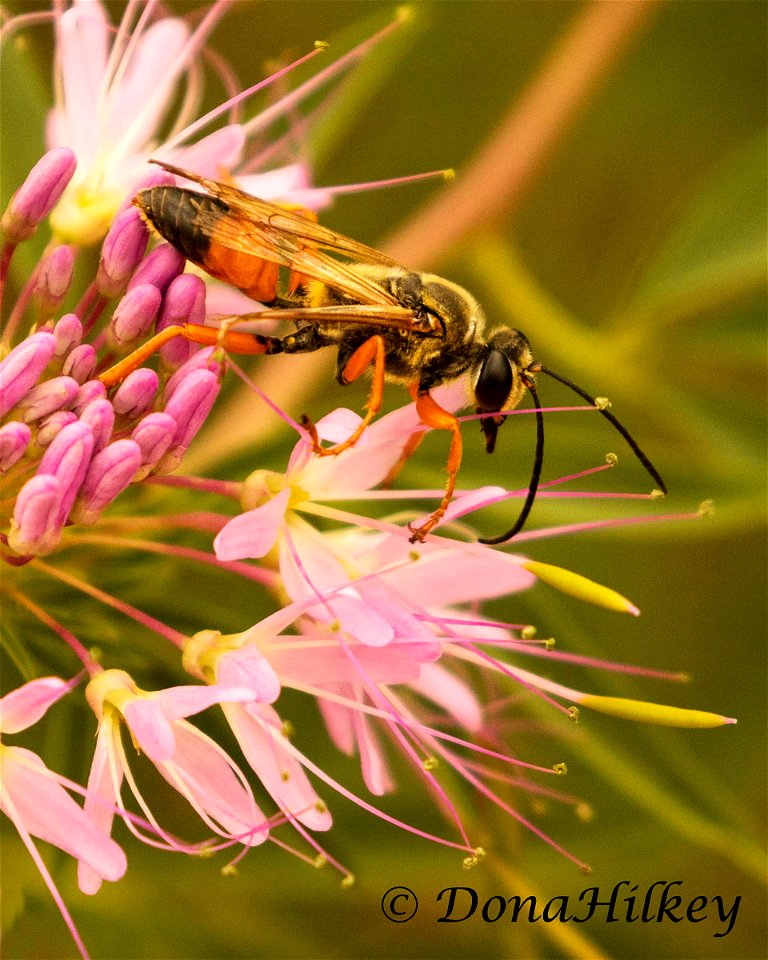 Great Golden Digger Wasp