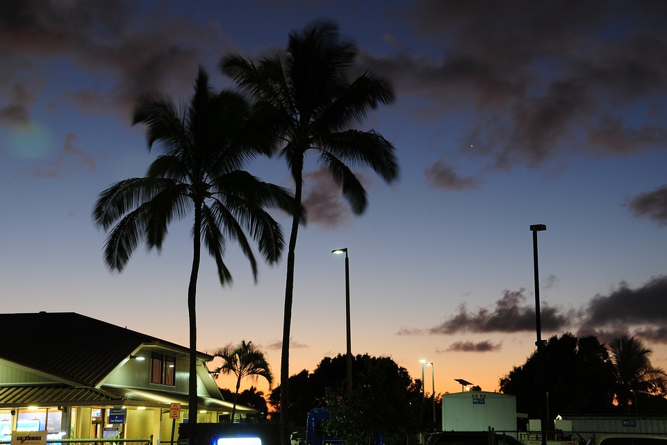 Tropical silhouette in Hawaii
