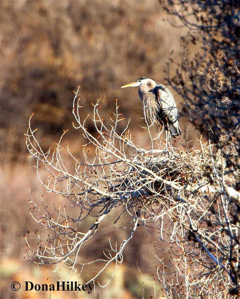 GBHE-nest-29april2020-CR-8