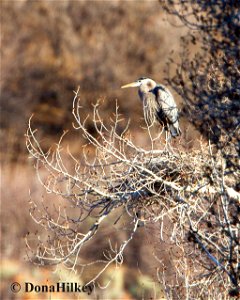 GBHE-nest-29april2020-CR-8
